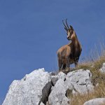 Foto A. Iannarelli Archivio PNALM